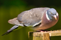 woodpigeon61252